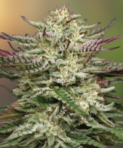 Headband