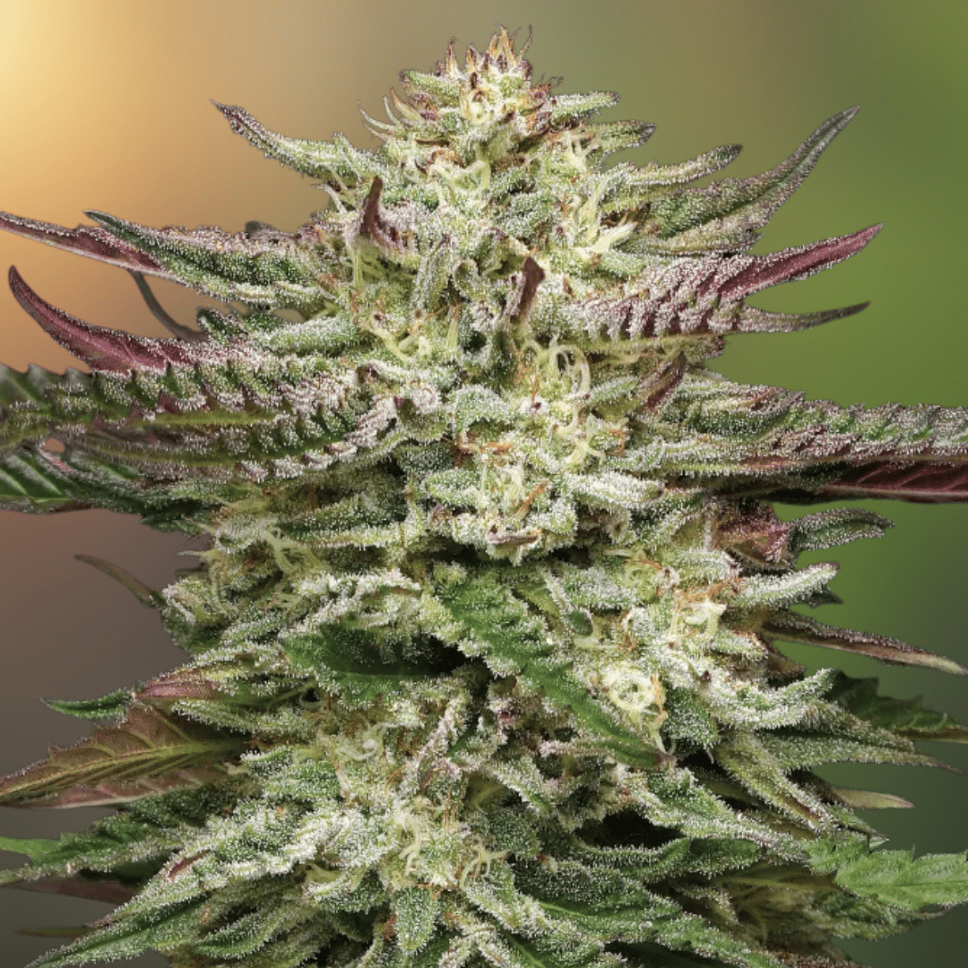 Headband