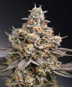 From the Vault: Frost & Fuel - Image 5
