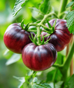 Black Brandywine Tomato