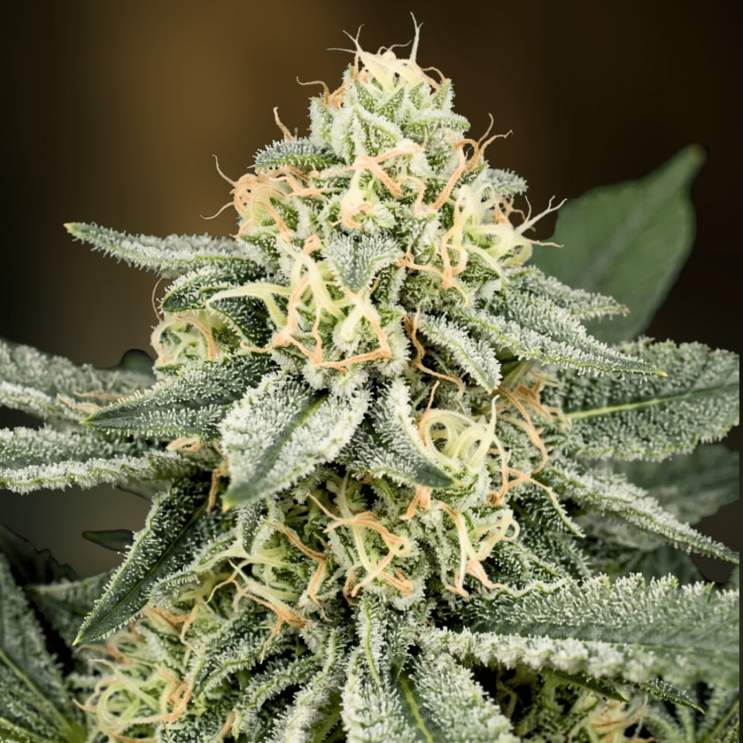 CBD Black Domina 1:1