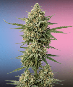 Alternative view of All Treats Autoflower Variety Pack